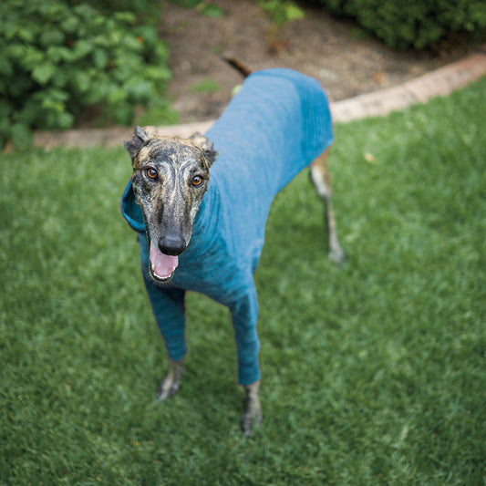 Greyhound Softie Blue
