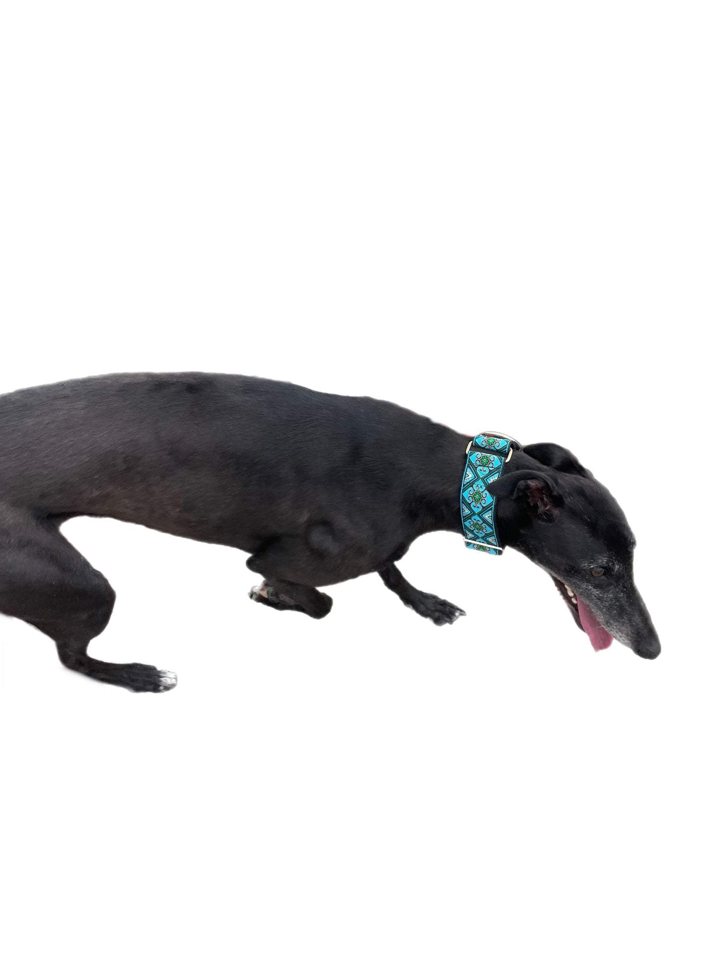 Aqua shimmer Greyhound martingale collar on black cotton webbing