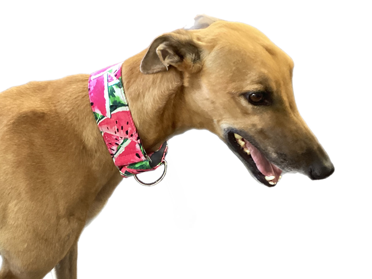 Wide Martingale greyhound collar sassy delicious watermelon cotton 50mm width super soft