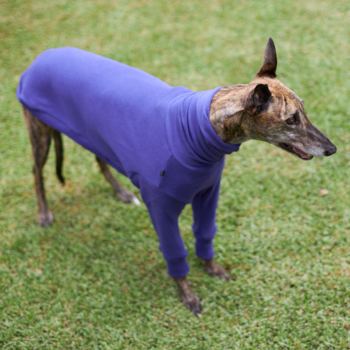 Clearance Greyhound Jumper knit Sundown