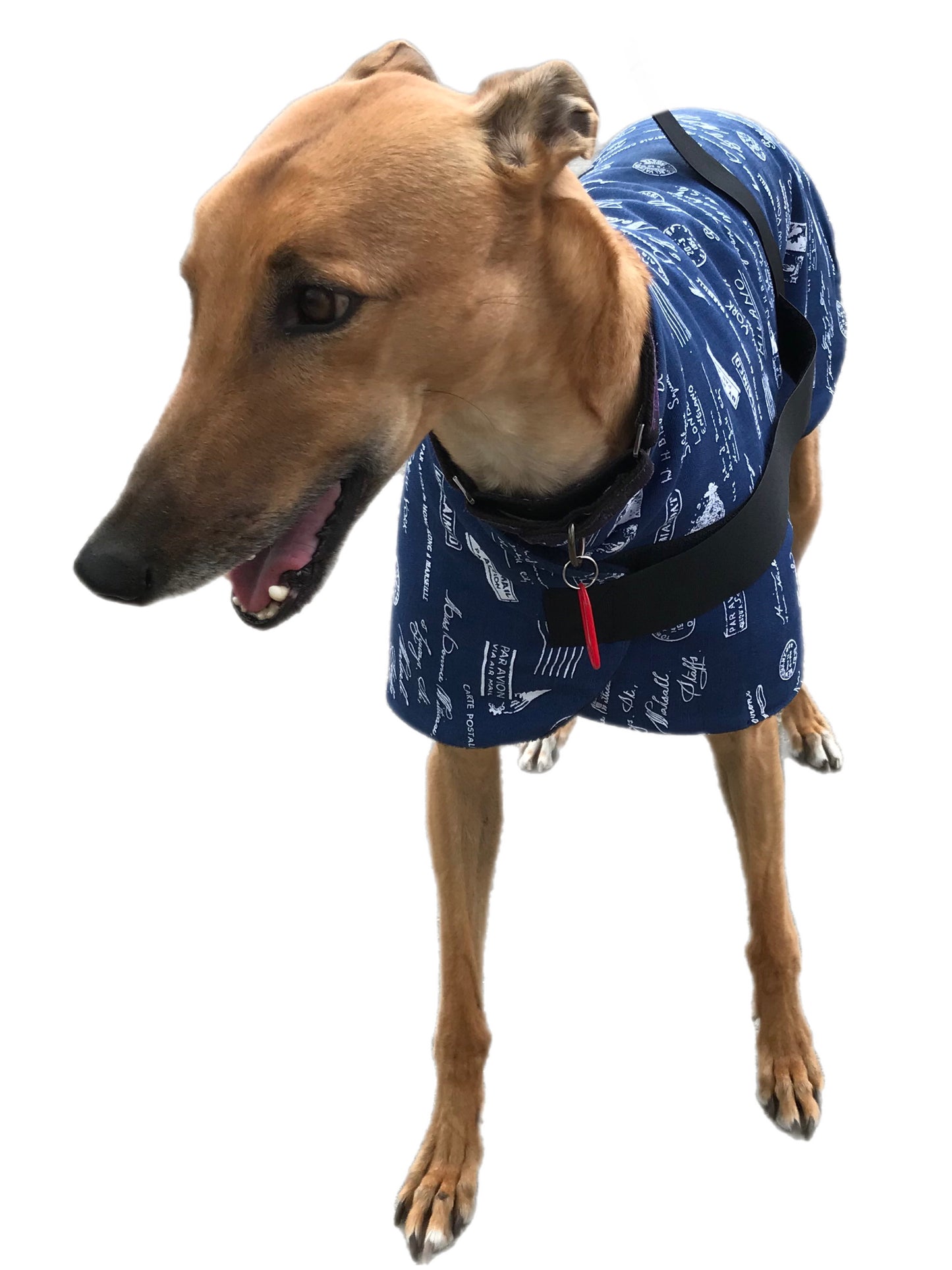 Autumn range classic style Greyhound ‘blue post’ coat in cotton & thick fleece washable