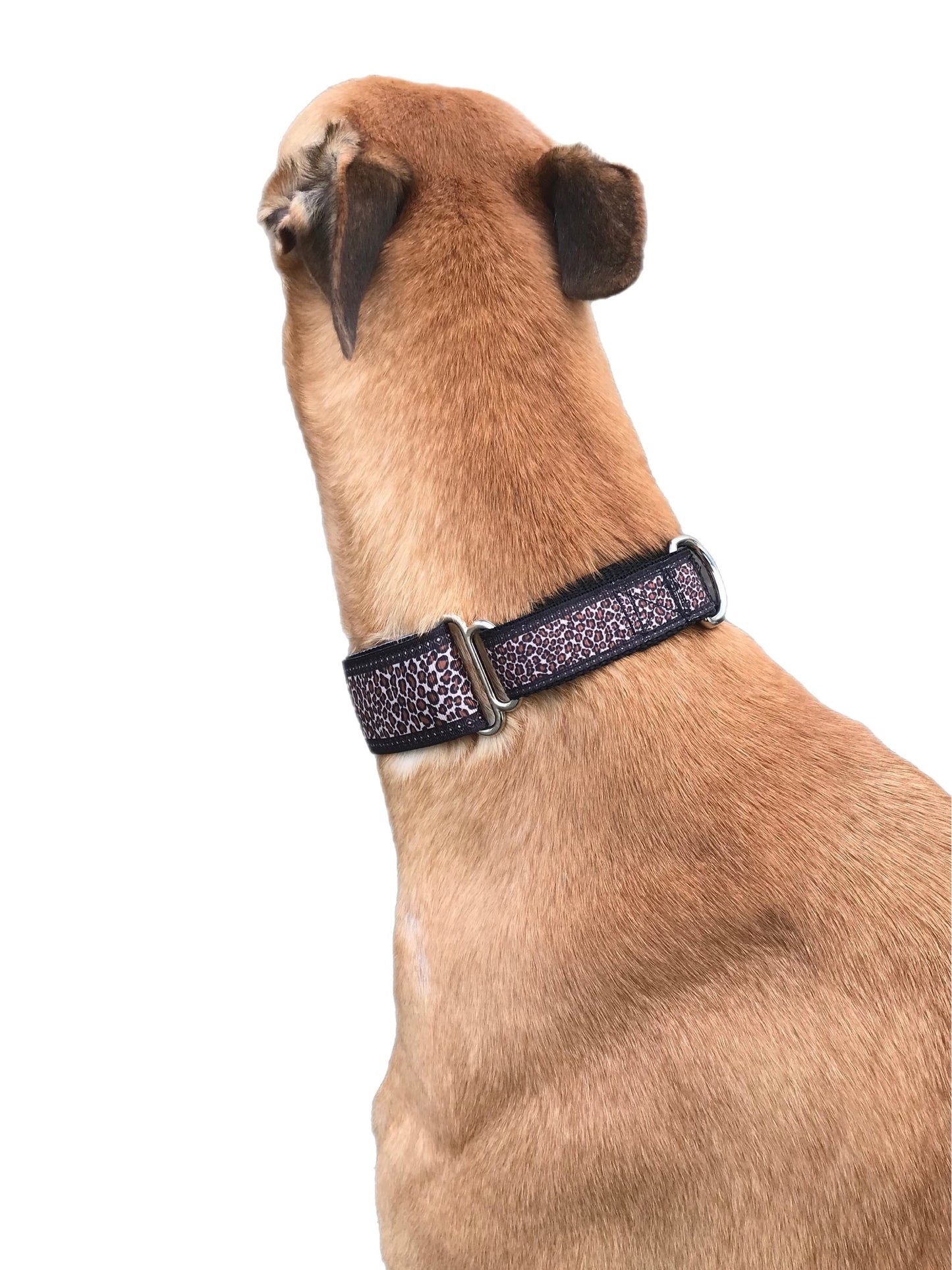 Staggered Martingale collar greyhound leopard print