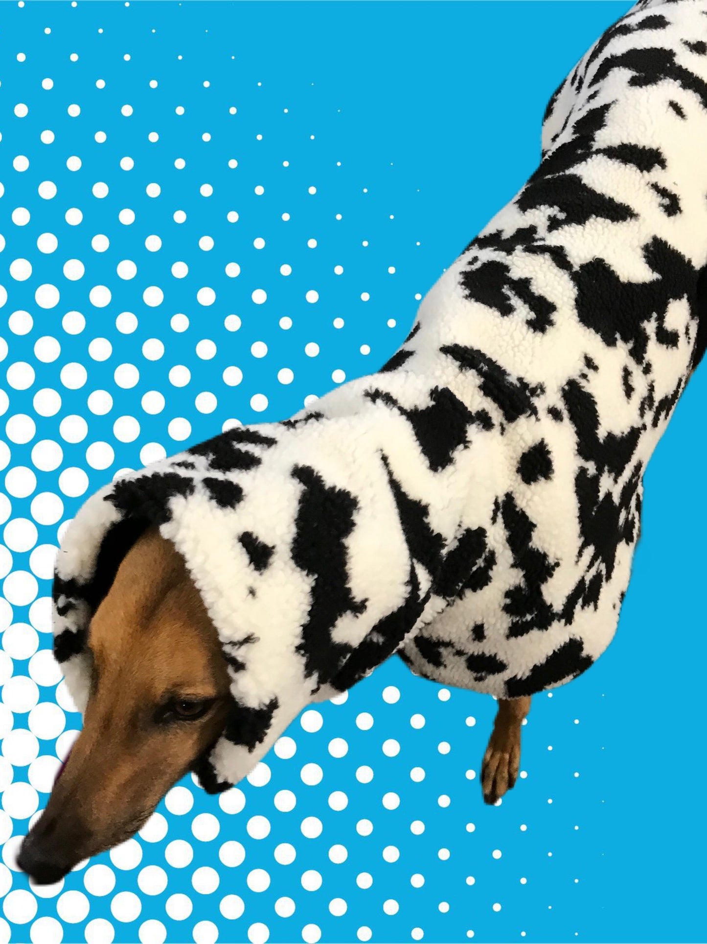 Extra thick Cow print Sherpa deluxe style greyhound coat with snuggly wide neck roll