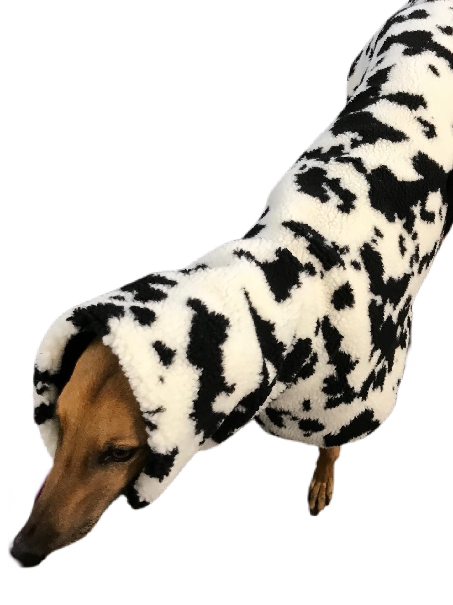 Extra thick Cow print Sherpa deluxe style greyhound coat with snuggly wide neck roll