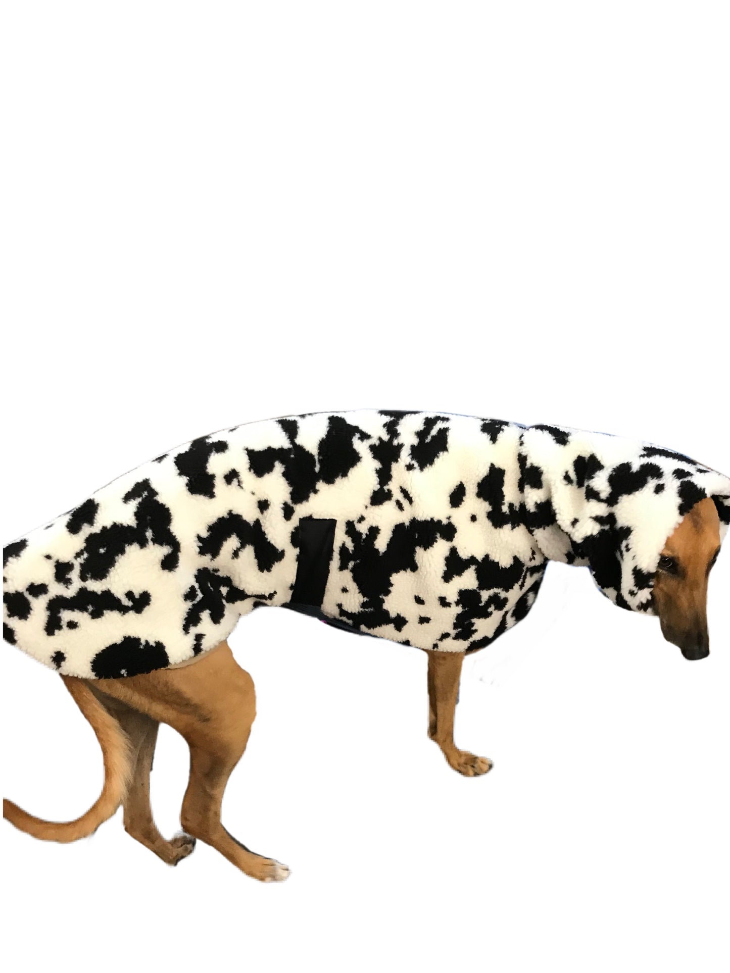 Extra thick Cow print Sherpa deluxe style greyhound coat with snuggly wide neck roll