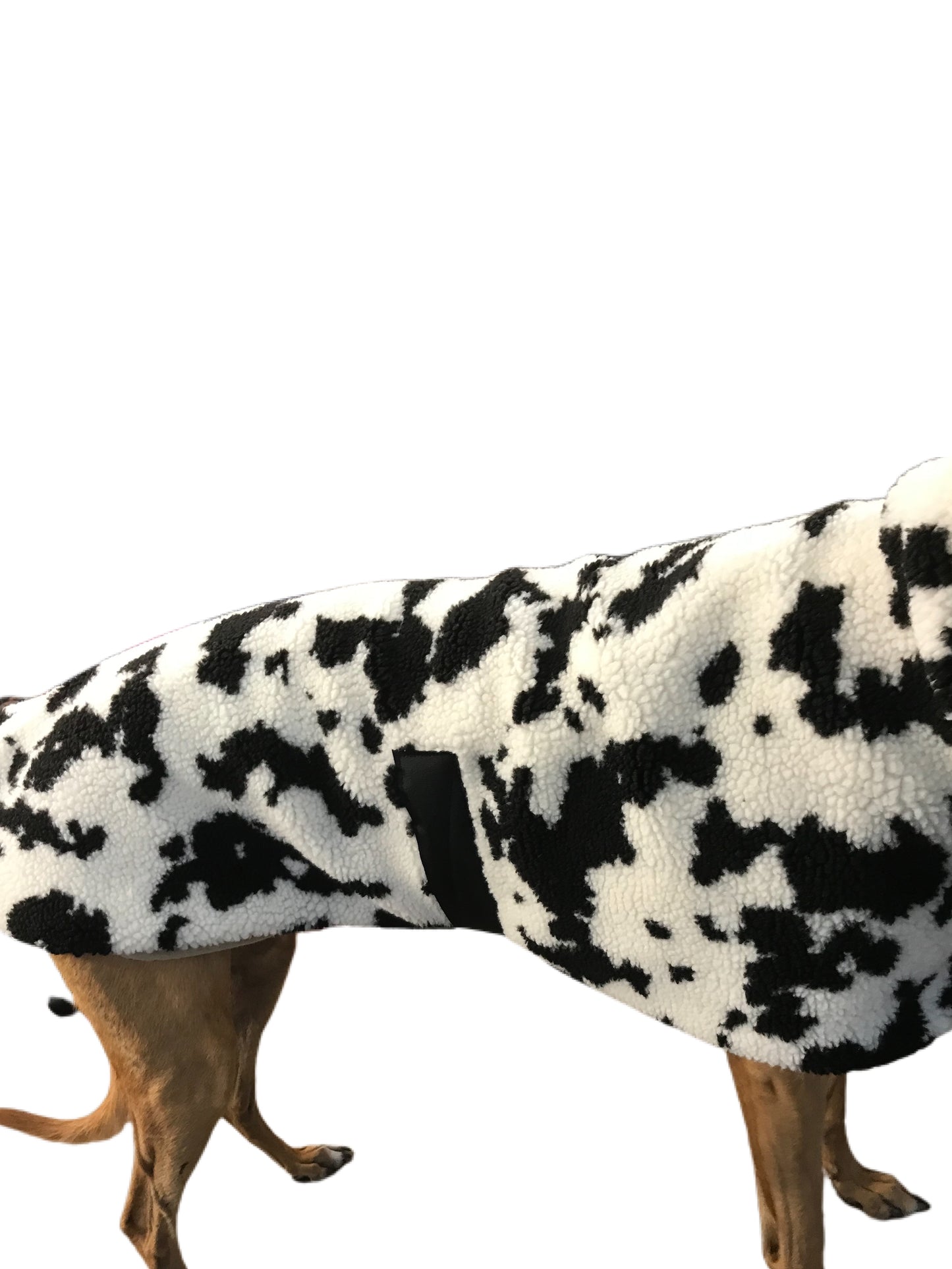 Extra thick Cow print Sherpa deluxe style greyhound coat with snuggly wide neck roll