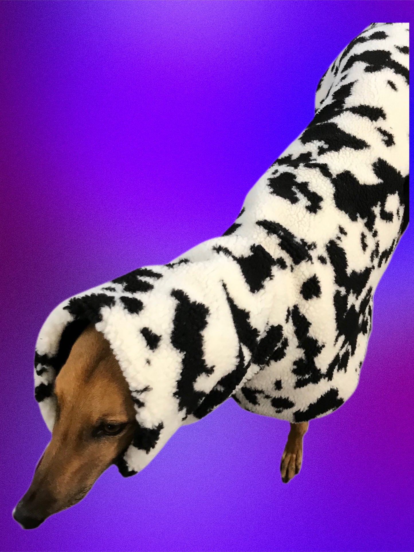 Extra thick Cow print Sherpa deluxe style greyhound coat with snuggly wide neck roll